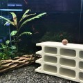 Hang Pleco 6 lỗ 