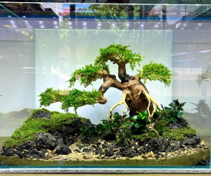 Layout Bonsai 45.30.30