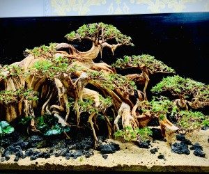 Hồ Thủy Sinh Bonsai Đại Thụ 150.60.60 (dài, rộng, cao)