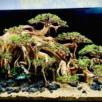 Hồ Thủy Sinh Bonsai Đại Thụ 150.60.60 (dài, rộng, cao)